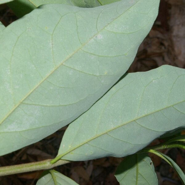 Bunchosia nitida Leaf