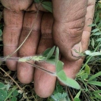 Trifolium striatum Bark