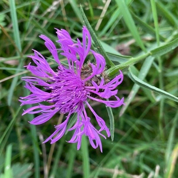 Centaurea nigra 花