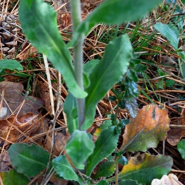 Pseudoturritis turrita Leaf