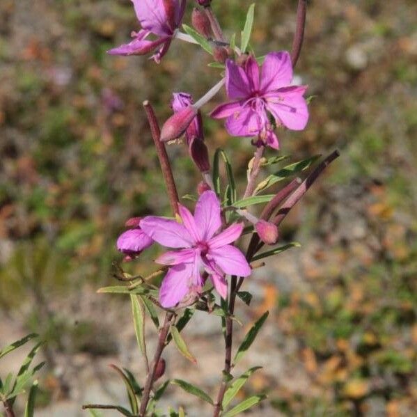 Epilobium dodonaei Flower