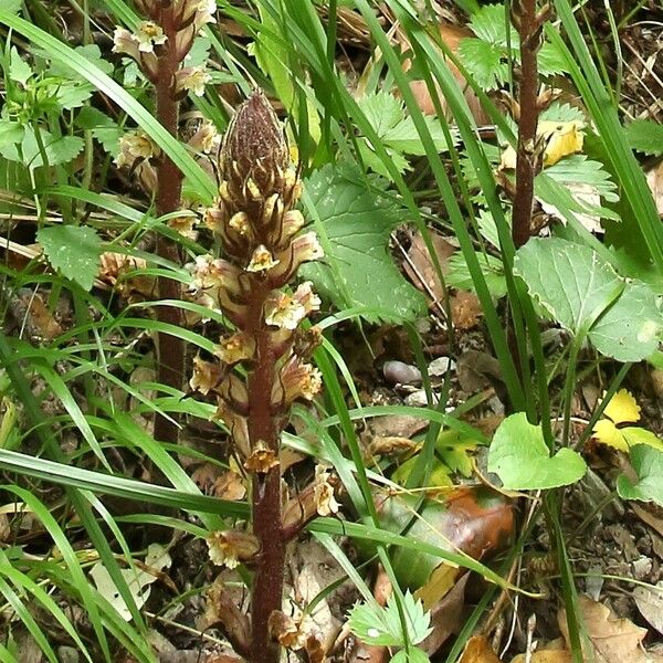 Orobanche hederae Květ