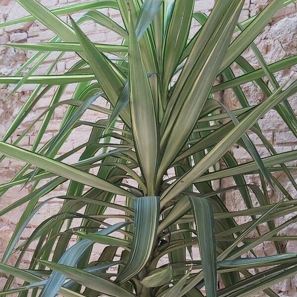 Yucca aloifolia Blad