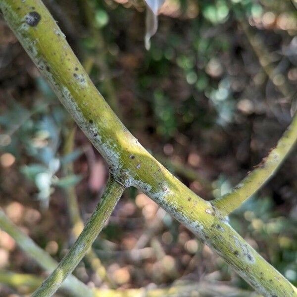 Acacia podalyriifolia кора