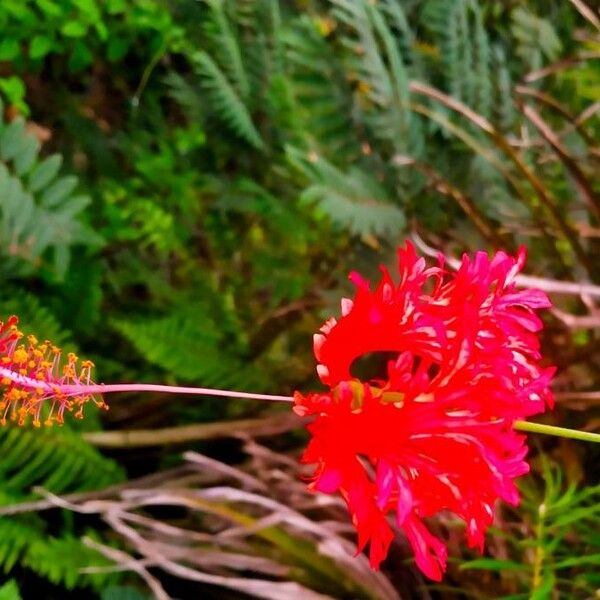 Hibiscus schizopetalus Flors