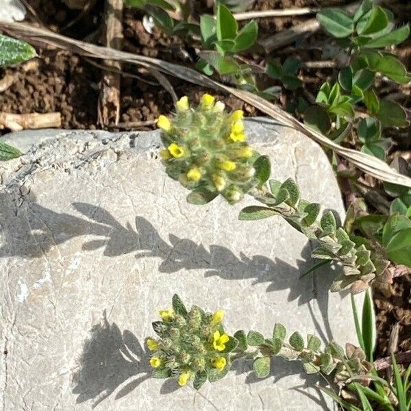 Alyssum simplex Flower