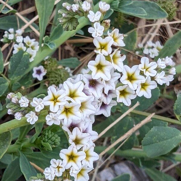 Heliotropium curassavicum Blomma