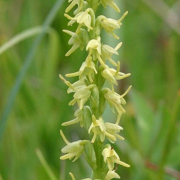 Herminium monorchis Blomma