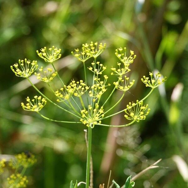 Anethum graveolens Blatt