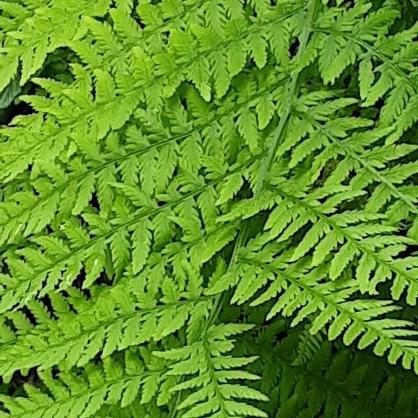 Athyrium filix-femina Deilen