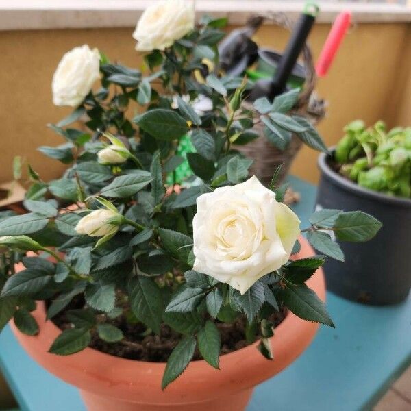 Rosa sempervirens Çiçek