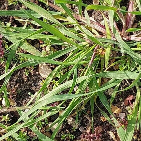 Aegilops ventricosa Blad