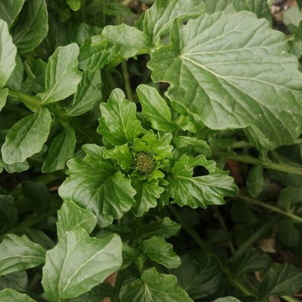 Barbarea vulgaris Flor