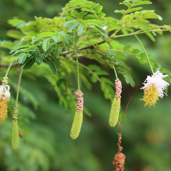 Dichrostachys cinerea Цветок