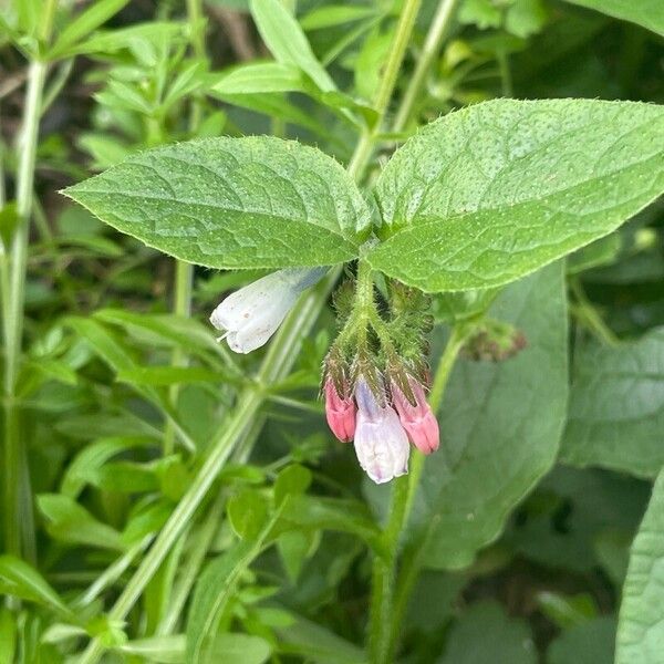 Symphytum asperum ফুল