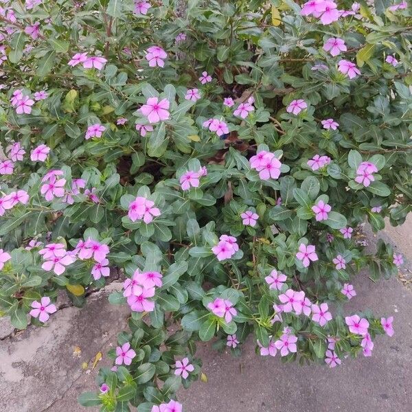 Catharanthus roseus Flower