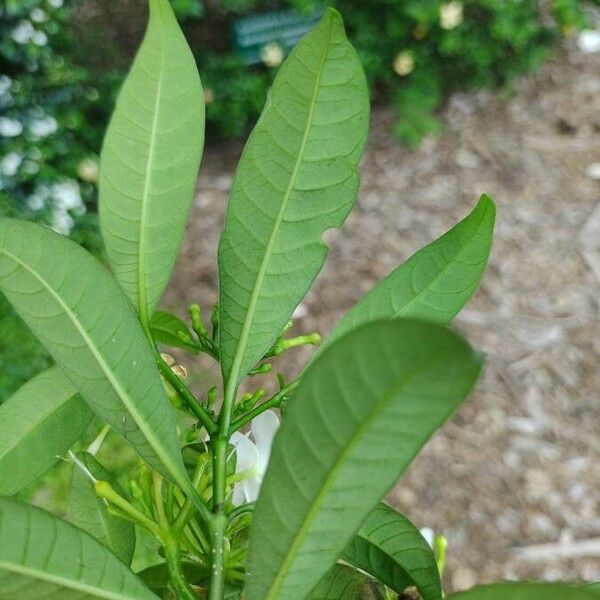 Tabernaemontana laeta Leaf