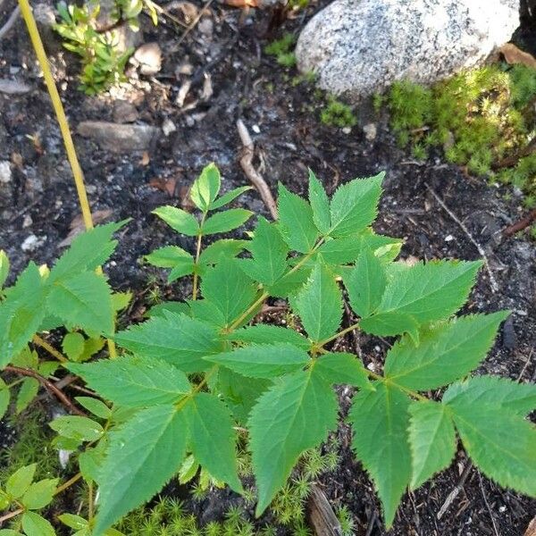 Aralia hispida Leaf