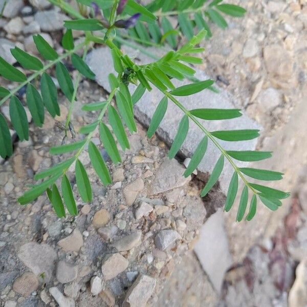 Astragalus crenatus Leaf