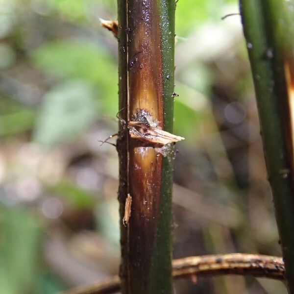 Pteris hamulosa Leaf