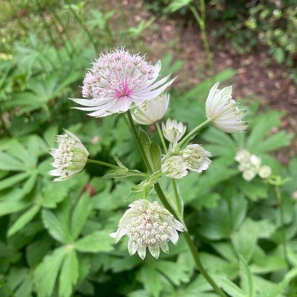 Astrantia major Blomma