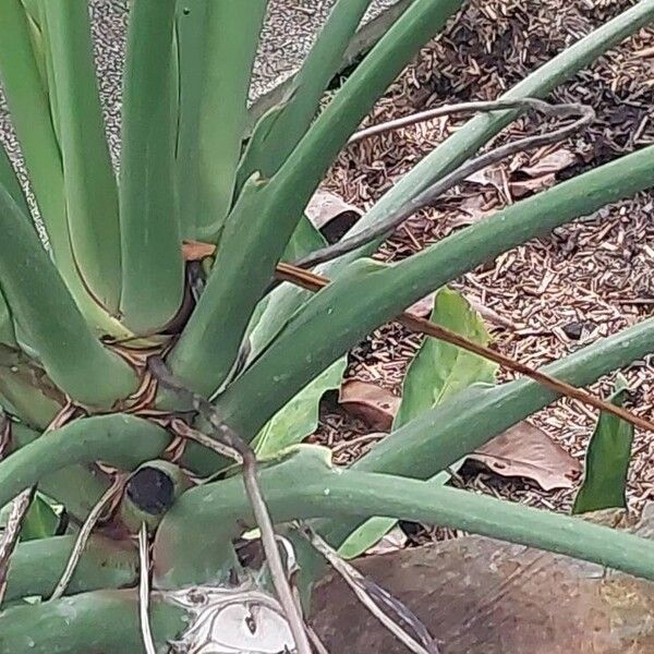 Thaumatophyllum spruceanum Bark