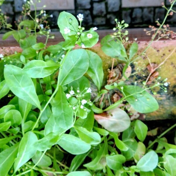 Samolus valerandi Habitat