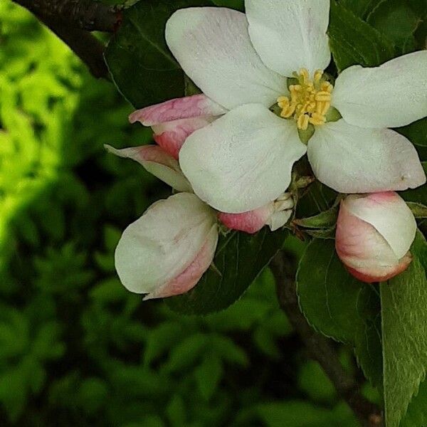 Malus domestica Flower