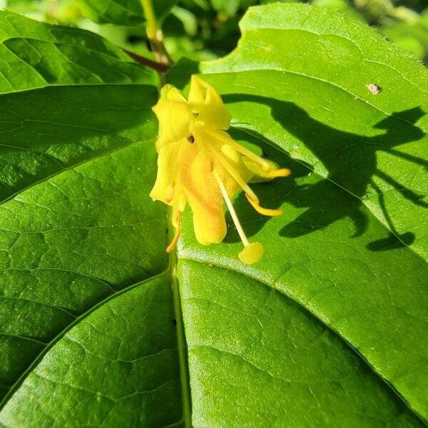 Diervilla lonicera Blomma