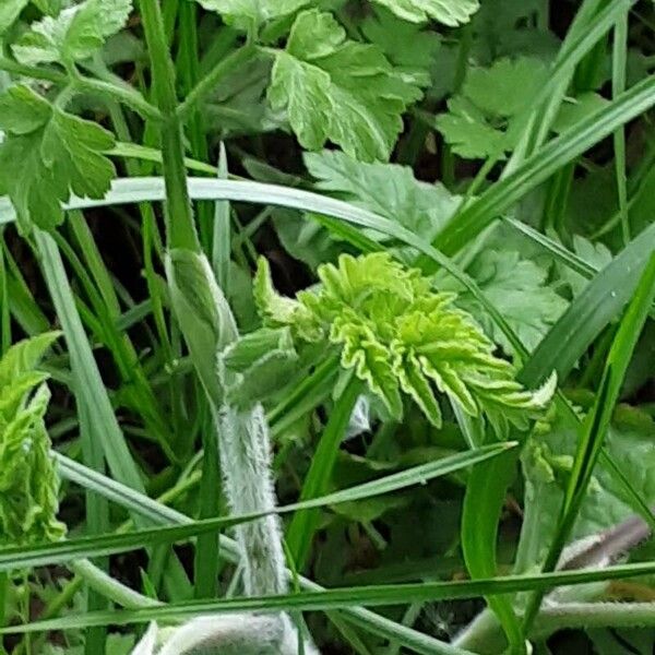 Chaerophyllum temulum Lehti