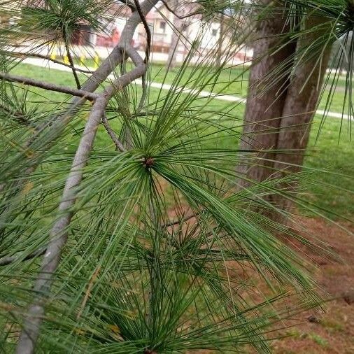 Pinus strobus Листок