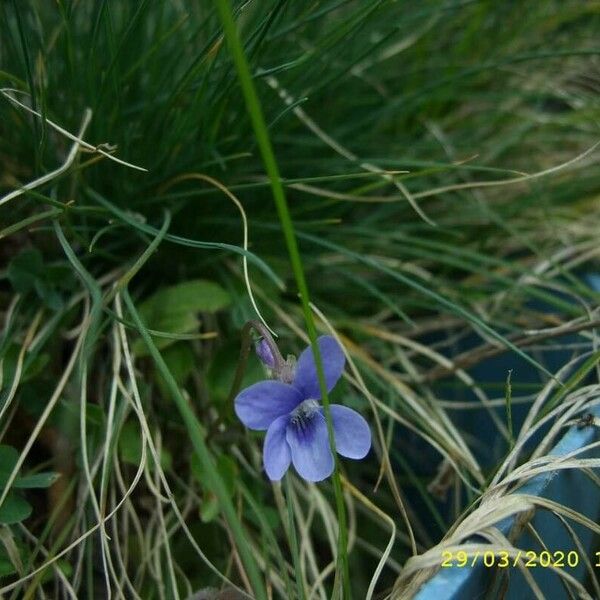 Viola riviniana 花