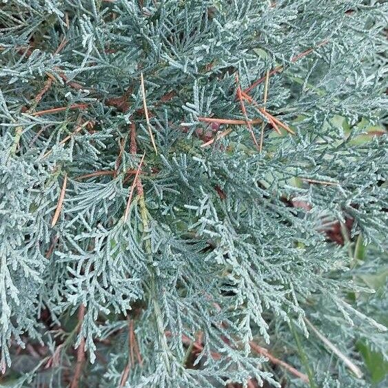 Juniperus horizontalis Leaf