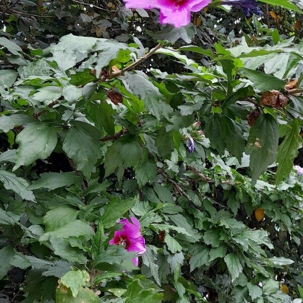 Hibiscus syriacus عادت داشتن