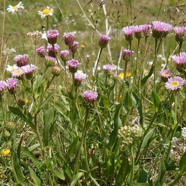 Erigeron alpinus Hábito