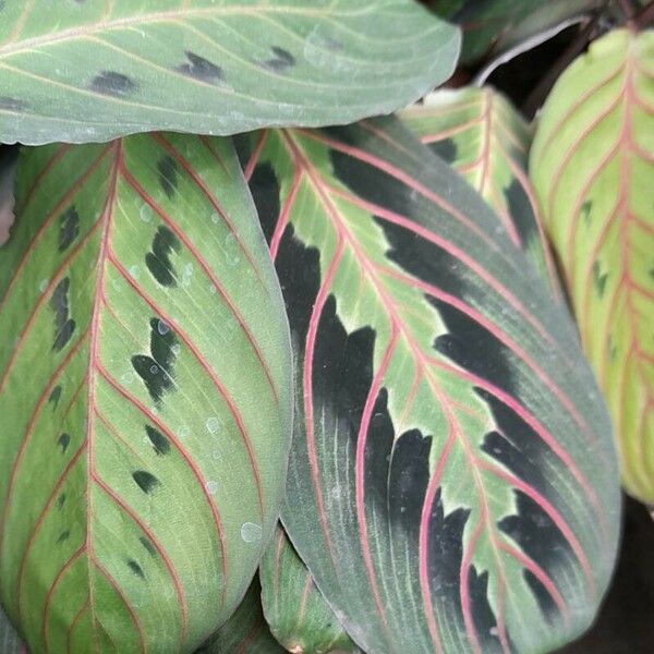 Maranta leuconeura Liść