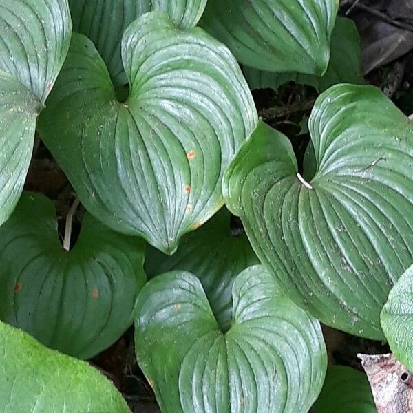 Maianthemum dilatatum ᱥᱟᱠᱟᱢ