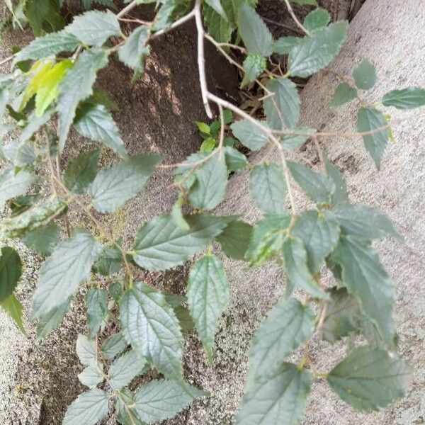 Celtis australis Leaf