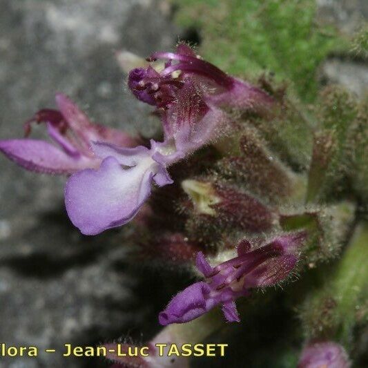 Teucrium rotundifolium Flower