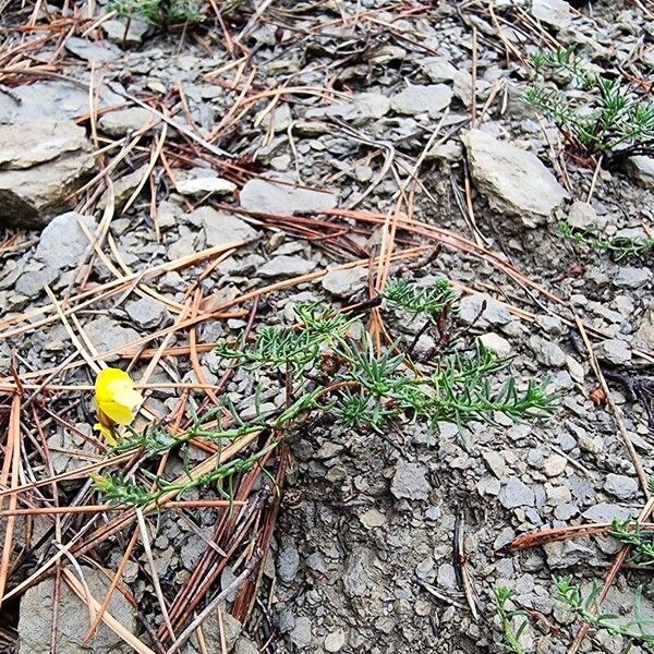 Fumana procumbens Hábito