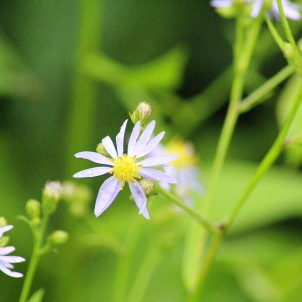 Symphyotrichum laeve फूल