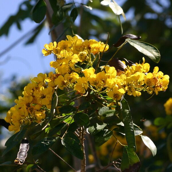 Senna spectabilis Flower