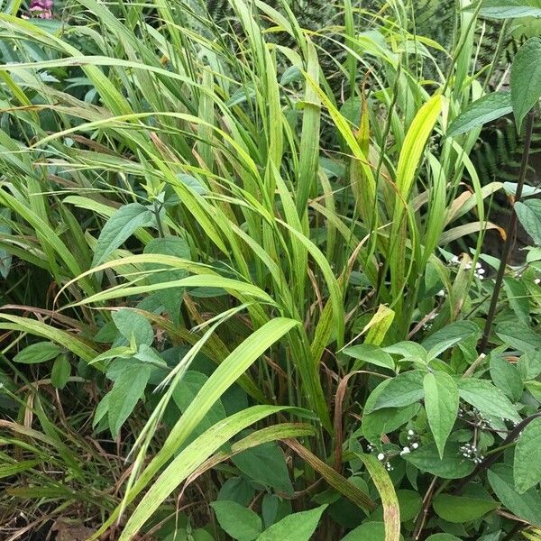 Brachypodium sylvaticum ശീലം