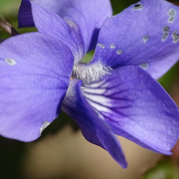 Viola riviniana 花