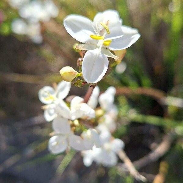 Libertia chilensis 花