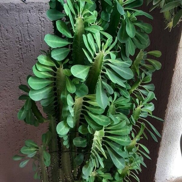 Euphorbia trigona 葉