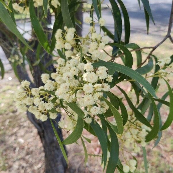 Acacia implexa Flower