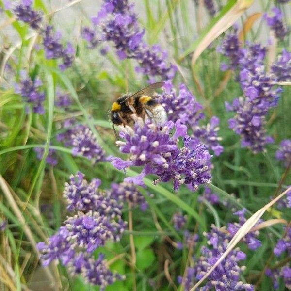 Lavandula angustifolia Blüte