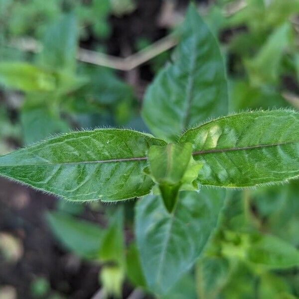 Monarda clinopodia Lehti