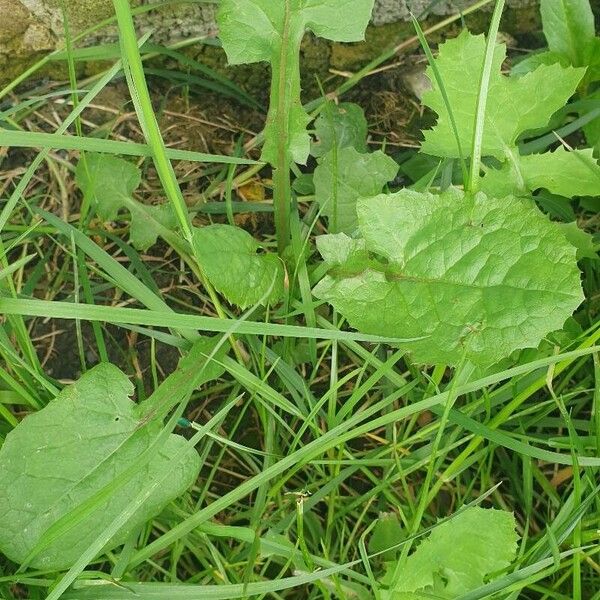 Lactuca floridana Blad